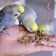 Makanan Burung Parkit Terbaik untuk Kicau Mania