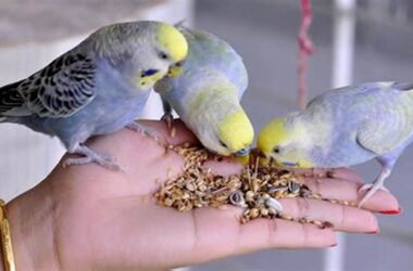 Makanan Burung Parkit Terbaik untuk Kicau Mania