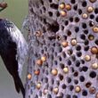 Pakan Burung Pelatuk Terbaik untuk Kicau Mania