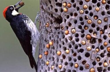 Pakan Burung Pelatuk Terbaik untuk Kicau Mania