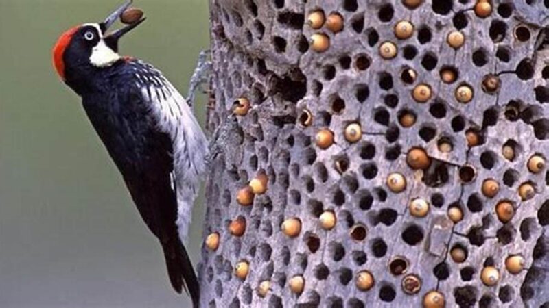 Pakan Burung Pelatuk Terbaik untuk Kicau Mania