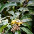 Rahasia Makanan Burung Sirtu Juara Kicau