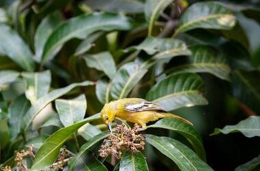 Rahasia Makanan Burung Sirtu Juara Kicau