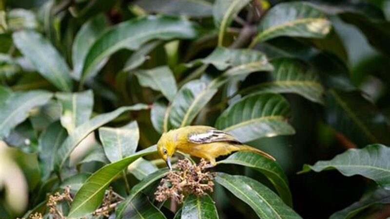 Rahasia Makanan Burung Sirtu Juara Kicau