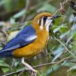 Update Harga Burung Anis Terbaru 2024