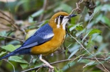 Update Harga Burung Anis Terbaru 2024