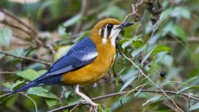 Update Harga Burung Anis Terbaru 2024