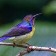 Mengenal Jenis Burung Kolibri di Indonesia