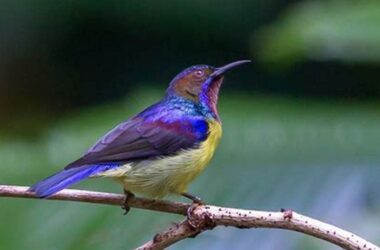 Mengenal Jenis Burung Kolibri di Indonesia
