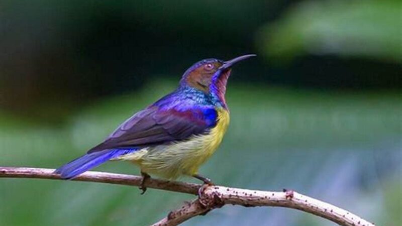 Mengenal Jenis Burung Kolibri di Indonesia