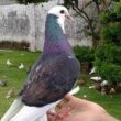 Panduan Lengkap Cara Merawat Burung Merpati Bagi Pemula