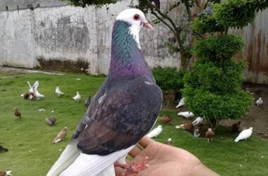 Panduan Lengkap Cara Merawat Burung Merpati Bagi Pemula