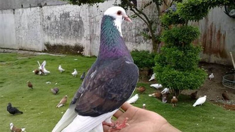 Panduan Lengkap Cara Merawat Burung Merpati Bagi Pemula