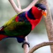 Perawatan Burung Nuri bagi Kicau Mania