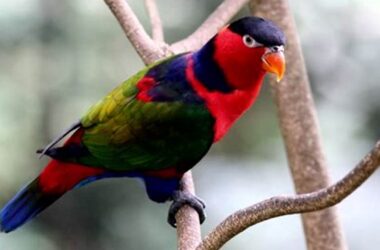 Perawatan Burung Nuri bagi Kicau Mania