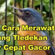 Panduan Lengkap Cara Merawat Burung Tledekan untuk Pemula