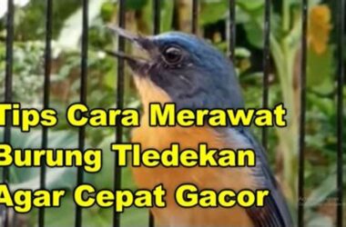 Panduan Lengkap Cara Merawat Burung Tledekan untuk Pemula