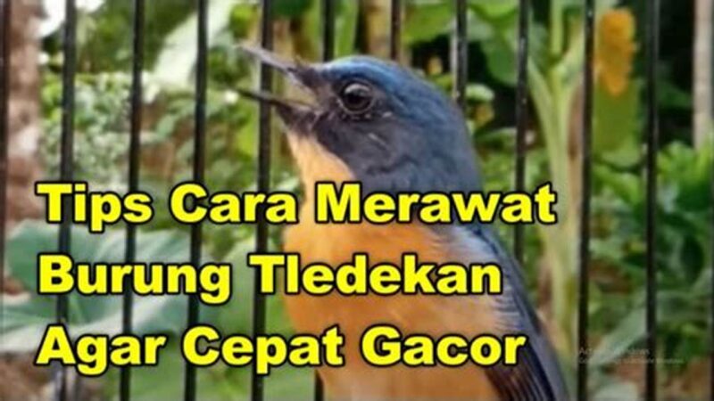 Panduan Lengkap Cara Merawat Burung Tledekan untuk Pemula