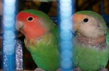 Tips Jitu Merawat Lovebird Mabung Agar Cepat Selesai
