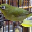 Pleci Salto, Penyebab & Solusinya!