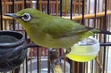 Pleci Salto, Penyebab & Solusinya!