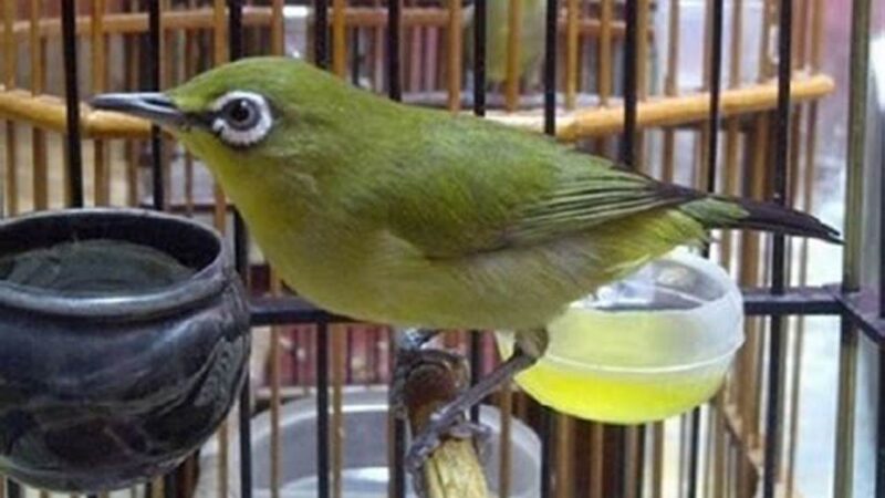 Pleci Salto, Penyebab & Solusinya!