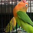 Settingan Harian Lovebird Fighter Jantan, Tips Ampuh