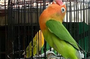 Settingan Harian Lovebird Fighter Jantan, Tips Ampuh