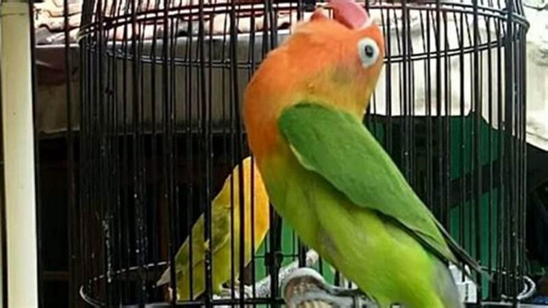 Settingan Harian Lovebird Fighter Jantan, Tips Ampuh