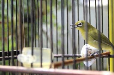 Tips Pengembunan Pleci, Cepat Ngalas & Gacor!