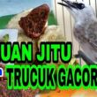 Ramuan Ampuh Trucukan Gacor Ngeropel Ngebren dan Stamina