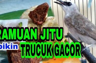 Ramuan Ampuh Trucukan Gacor Ngeropel Ngebren dan Stamina