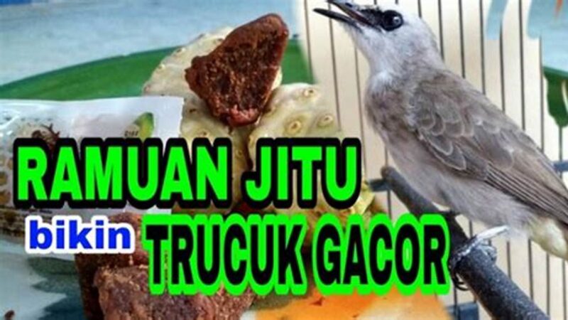 Ramuan Ampuh Trucukan Gacor Ngeropel Ngebren dan Stamina