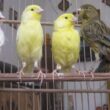 Panduan Lengkap Merawat Kenari Umur 1,4 Bulan