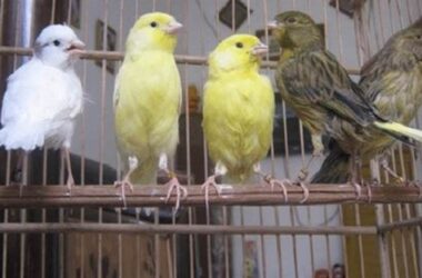 Panduan Lengkap Merawat Kenari Umur 1,4 Bulan