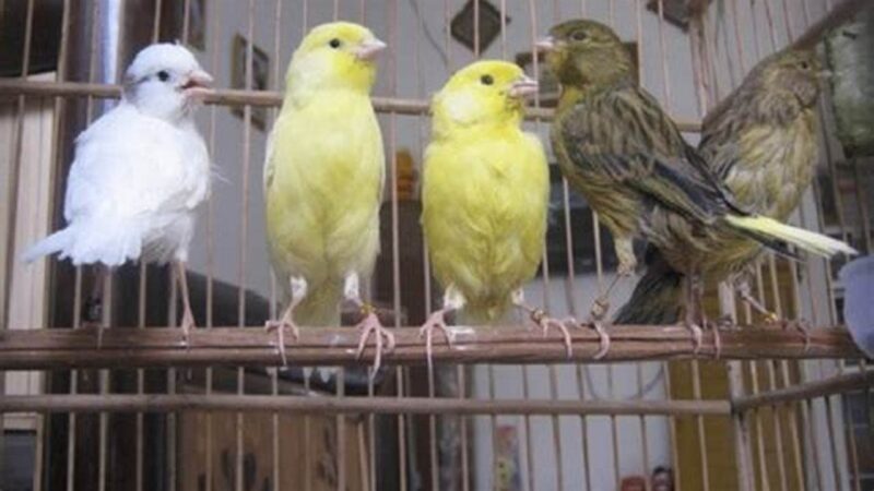 Panduan Lengkap Merawat Kenari Umur 1,4 Bulan