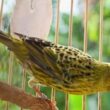 Perawatan Kenari Lizard, Tips untuk Kicau Mania