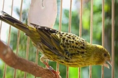 Perawatan Kenari Lizard, Tips untuk Kicau Mania