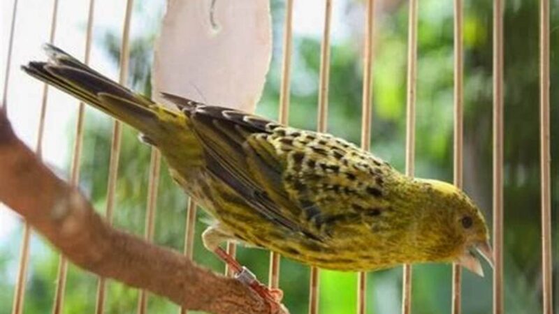 Perawatan Kenari Lizard, Tips untuk Kicau Mania