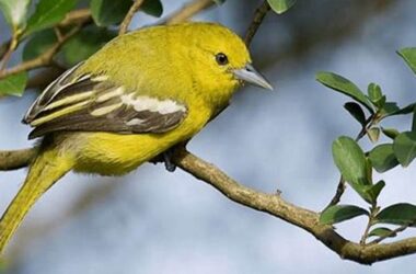 Tips Merawat Sirtu Bakalan Muda Hutan, Panduan Lengkap