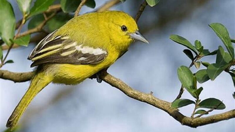 Tips Merawat Sirtu Bakalan Muda Hutan, Panduan Lengkap