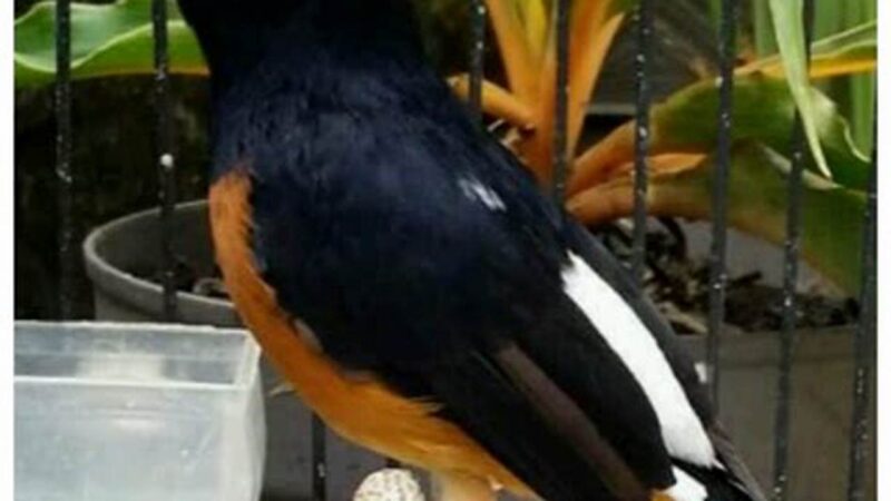 Perawatan Murai Batu Mabung, Tips Kicau Mania