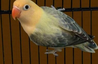 Suara Merdu Lovebird Biola, Tips Perawatan Kicau Mania