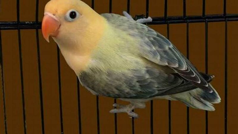 Suara Merdu Lovebird Biola, Tips Perawatan Kicau Mania