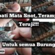 Atasi Burung Terkena Snot, Panduan Kicau Mania