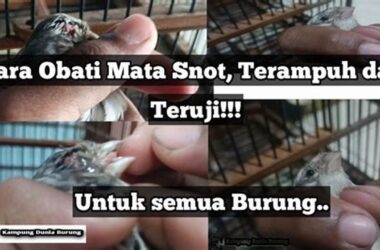 Atasi Burung Terkena Snot, Panduan Kicau Mania