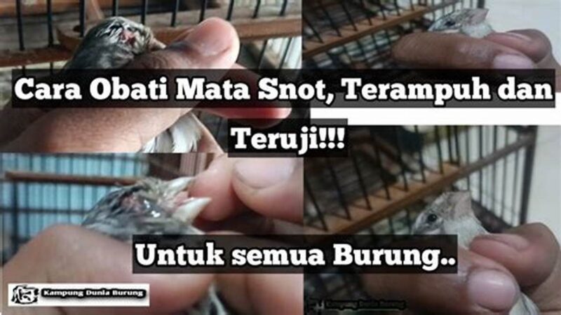 Atasi Burung Terkena Snot, Panduan Kicau Mania