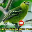 Atasi Sirtu Macet Bunyi, Tips Ampuh Kicau Mania