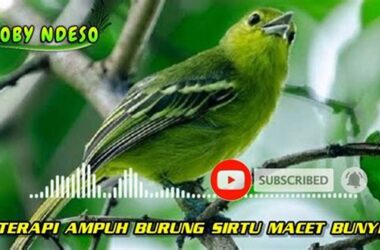 Atasi Sirtu Macet Bunyi, Tips Ampuh Kicau Mania