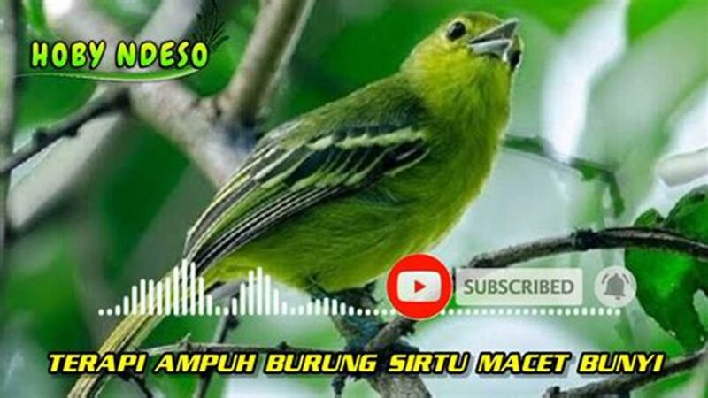 Atasi Sirtu Macet Bunyi, Tips Ampuh Kicau Mania